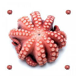 Octopus whole U1/2